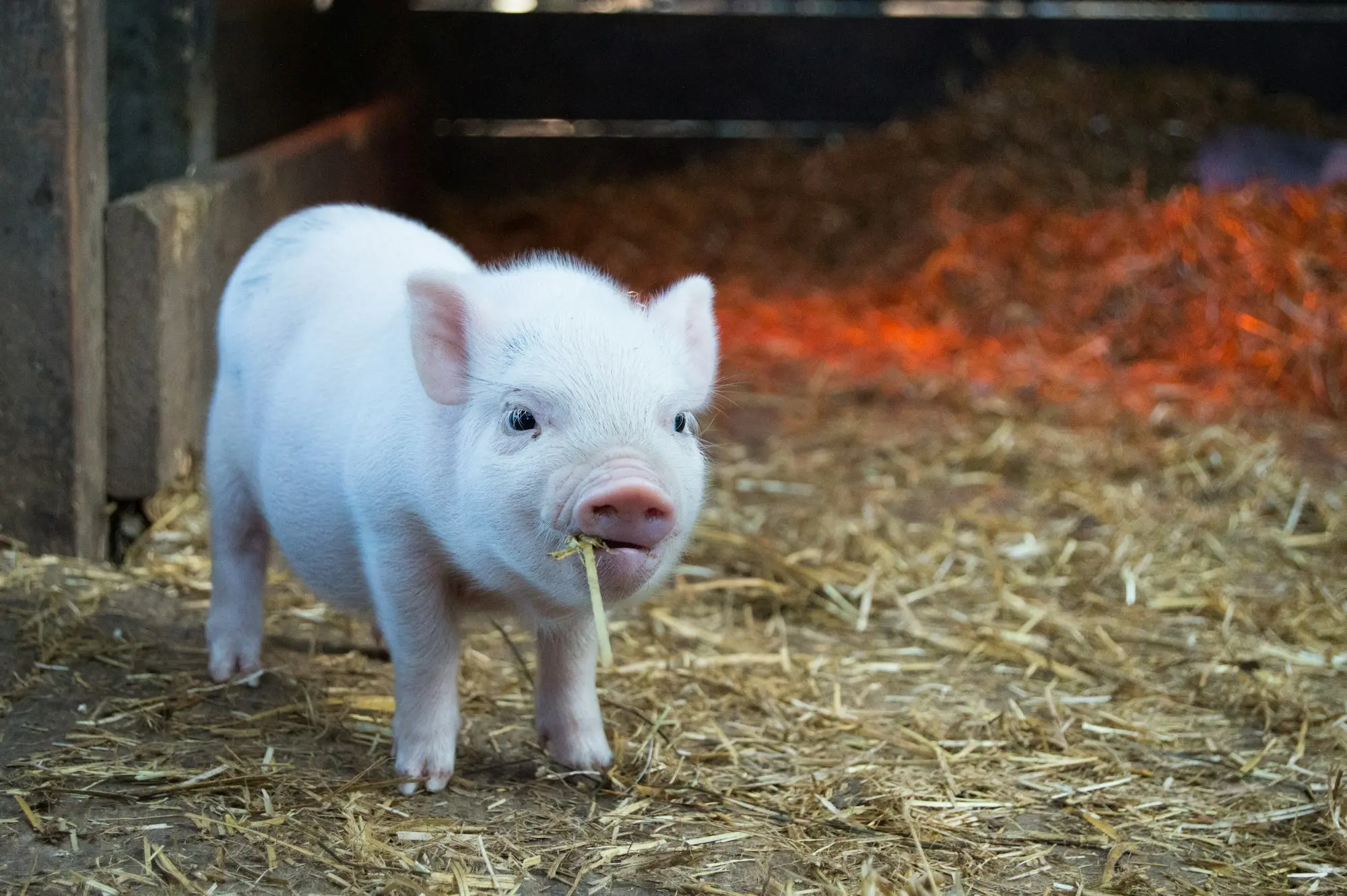 Ferkel im Stroh